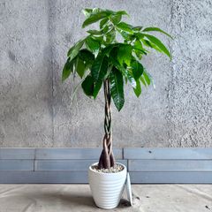 大型　美形　パキラ　編み込み仕立て　8号　陶器鉢　植え込み発送 大型 美形 パキラ 編み込み仕立て 8号 陶器鉢 植え込み発送 | Mercari
