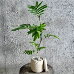 幹極太 エバーフレッシュ 盆栽 天然苔仕立て 陶器鉢 植え込み発送