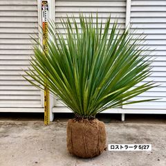 s様専用 送料込み ココスヤシ サイズ大 形状良 幹太 シルバーリーフ