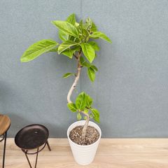 在庫］【希少】ユッカ ロストラータ ランチョンブルー 8号 観葉植物