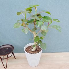 在庫］【希少】ユッカ ロストラータ ランチョンブルー 8号 観葉植物