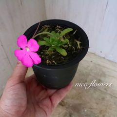 大苗♡メルヘンの木♡ソフォラ♡プロストラータ♡リトルベイビー ♡8寸