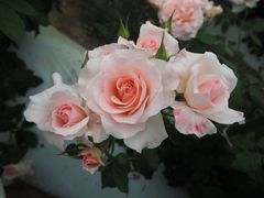 パシュミナ薔薇苗木【お問い合わせ窓口】 - メルカリ