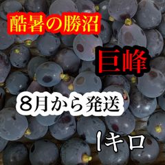 食品 山梨県産 家庭用 ぶどう 甲斐のくろまる 6房 箱込み3.8kg ③