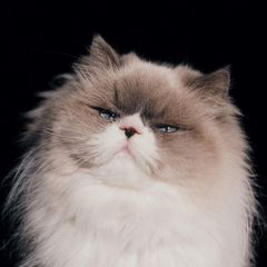 ミルクラテカラー♡子猫のミラちゃん♡エキゾチック♡アートドール