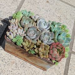 そのまま飾れる多肉植物寄せ植え 管理書付き - メルカリ