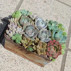 多肉植物　抜き苗　梅雨前☆寄せ植えセット⑤　１０×７