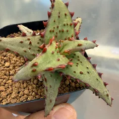 13 Aloe castilloniae アロエ カスティロニアエ （青肌×大型強棘）実生未繁殖苗（多肉植物 観葉植物）のサムネイル