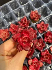 新入荷　20苗のカット苗セット　ロブ　多肉植物　第四種郵便にて発送　エケベリア　セダム　韓国苗　A0033
