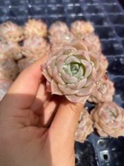 新品種 チュールスカート /Hades 多肉植物 エケベリア 写真1 2 状態像