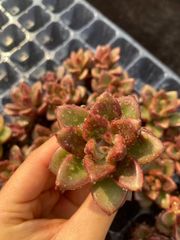 観葉植物 植え替えのためラスト出品○赤葉日高ミセバヤ 抜き苗 多肉植物