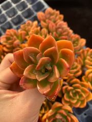 Top【選抜株】多肉植物 22936アリス エブンズ 10個 鉢無し - メルカリ