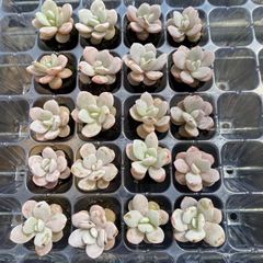 ♥さくらもち7鉢♥つぶつぶ屋さん♥多肉植物 ♥抜き苗♥詰め合わせ
