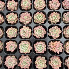 Top【選抜株】多肉植物 362709イケソウル綴化 40個 鉢無し/脱土 Top