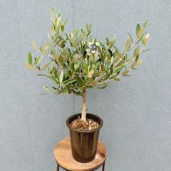現品］♡かわいい♡ 29番 創樹 オリーブ ミッション 4号 観葉植物 小型