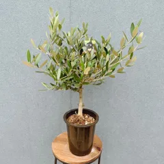 ［現品］♡かわいい♡ 29番　創樹　オリーブ　ミッション　4号　観葉植物　小型　ベランダ　SOUJU オリーブの木のサムネイル
