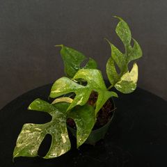 斑入りモンステラD17 シルバーホワイトティアーズ　デリシオーサ　発根済み 発根済み】モンステラ デリシオーサ ホワイトティアーズ 斑入り - メルカリ