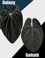 Anthurium guildingii グイルディンギー アンスリウム 2 - メルカリ