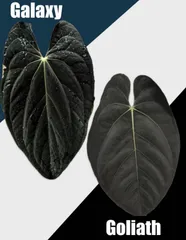 Anthurium 'Galaxy' x 'Goliath' アンスリウム - メルカリ