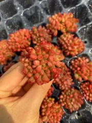 新入荷　20苗のカット苗セット　ルビー　多肉植物　第四種郵便にて発送　エケベリア　セダム　韓国苗　A0022
