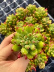 リトルフォックス アエオニウム 群生 多肉植物 - メルカリ