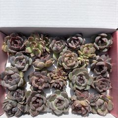 新入荷 20苗のカット苗セット ライオンリトルフェアリー 多肉植物 第四