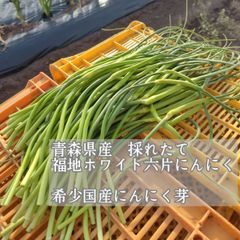 期間限定　福地ホワイト六片にんにくの芽　 10kg　農家直送 期間限定 福地ホワイト六片にんにくの芽 500g農家直送 - メルカリ
