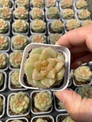 Top【選抜株】多肉植物 362165フレッシュ ジェニー 70個 鉢無し/脱土