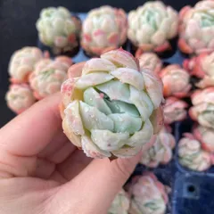 初心者向け！　ベリー　16苗セット　土と根付き　第四種郵便で発送　多肉植物　韓国苗　エケベリア　D0011