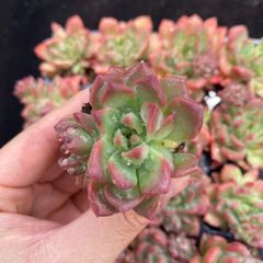 リトルフォックス アエオニウム 群生 多肉植物 - メルカリ