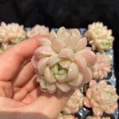 多肉植物 寄せ植え用 ラブリーローズ赤斑，桜牡丹錦，他 カット苗