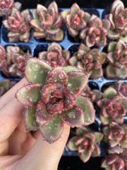 観葉植物 植え替えのためラスト出品○赤葉日高ミセバヤ 抜き苗 多肉植物