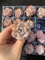 とめ様専用出品 多肉植物 【エボニー×プロリフェラ】抜き苗 - メルカリ