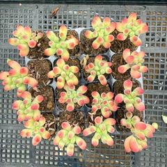 新入荷 18株の抜き苗セット シュサシ 多肉植物 佐川急便発送