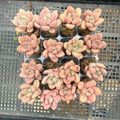 naka多肉❤ショップ説明ご確認 - メルカリShops