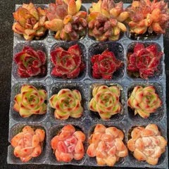 初心者向け！　4種類　16苗セット　土と根付き　第四種郵便で発送　多肉植物　韓国苗　エケベリア　E0010