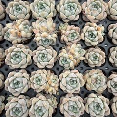 新入荷 グリーンダイヤ×20苗 A0189抜き苗 多肉植物 詰め合わせ