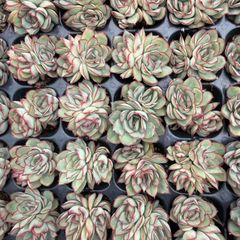 新入荷 グリーンダイヤ×20苗 A0189抜き苗 多肉植物 詰め合わせ