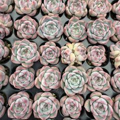 新入荷 グリーンダイヤ×20苗 A0189抜き苗 多肉植物 詰め合わせ