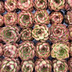 新入荷 グリーンダイヤ×20苗 A0189抜き苗 多肉植物 詰め合わせ