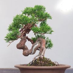 P*P様 真柏 模様木 シャリ芸 捻転 中品 小品 盆栽 樹高26cm - メルカリ