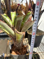 エクメア　Aechmea nudicaulis 'Parati' タンクブロメリアのサムネイル