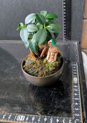 イオニムス ミクロフィラスゴールド(斑入り姫マサキ)4本のミニ盆栽