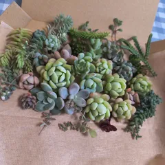 多肉植物寄植えセットのサムネイル