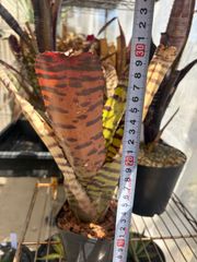 ビルベルギア Billbergia Little Black - メルカリ