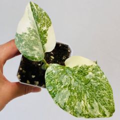 う*ー様 アロカシア ビスマ バリエガータ 斑入り - メルカリ