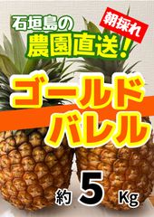 沖縄県石垣島産 ゴールドバレル 約10kg クール便】石垣島産ゴールドバレル約5kg 最高級パイナップル - メルカリ