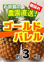沖縄県石垣島産 ゴールドバレル 約5kg - メルカリ