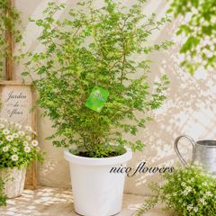 ソフォラリトルベイビー メルヘンの木 ジグザグの木 観葉植物 - メルカリ