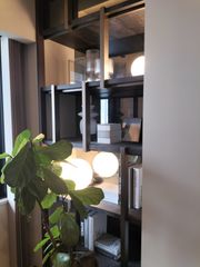 シェフレラ ミルキー 斑入り 希少 曲げ樹形 観葉植物 美形 陶器鉢次